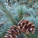 Pinus parviflora cone